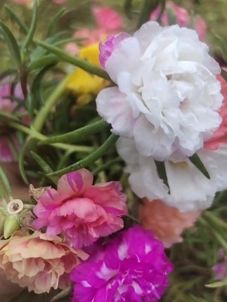 重瓣多色太阳花苗,太阳花重瓣带花苞开花绿植好养活混色四季开花太阳花苗重瓣大花#爱生活爱养花 #重瓣太阳花 #太阳花 #好看的花一定要分享給你 #花开富贵吉祥