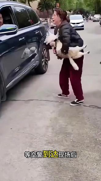 当你驾车途中突然撞上一条狗,此时你清楚该如何恰当应对,要是直接驾车驶离,这是否算肇事逃逸呢?要是不离开,万一狗主人借此讹诈,又该如何应对呢?别着急点赞收藏,只要依照我说的做,就能帮你合理规避不必要的责任。下面咱们来看一个真实发生的案例,小李开车回家途中,一条野狗猛地从绿化带窜出,此时小李根本来不及刹车,只听砰的一声,狗被撞飞,他车的保险杠也严重受损,撞得稀碎。但小李情绪稍稳,发现现场没有狗主人,无奈之下,他只能自己掏钱将车送去修理厂维修。然而令他意想不到的是,三天后,交警突然打来电话,称他撞狗后未处理就离开,这种行为属于肇事逃逸,并且他的车也被交警拖走了。最终小李赔偿给狗主人25000元,此事才得以解决。所以当我们碰到类似情况时,一定要第一时间报警,狗主人看到自己的狗被撞,通常会索要赔偿,有些狗主人甚至漫天要价,张口就是三五万,说不定还会讨要精神损失费。等交警到达现场后,首先要查看当时这条狗有没有拴绳,倘若狗没拴绳,在路上随意乱跑,而你是正常行驶,这种情况下,即便不幸把狗撞死,你也无需承担责任,不仅如此,狗主人还得为你修车,可能有人会问,当时撞的是野狗,根本没有主人,还需要报警吗?我觉得最好还是报警处理,就像刚才讲的小李那个案例,当时根本无法判断这狗究竟有没有主人,所以咱们老老实实报警,等交警来了让他们开具一份事故证明,有了这份证明,我们就能顺利找保险公司理赔修车,这样心里多踏实,那要是不小心撞到了拴拴着绳的狗又该怎么应对呢?首先可以询问对方有没有狗证,要是没有狗证,在不少地方这狗同样会被认定为野狗,车主无需赔偿,就算对方有狗证,确实需要赔偿大家要明白,宠物狗本质上属于财产范畴,它并没有所谓的生命权,其价值取决于狗主人当初购买它的价格,至于后期养狗产生的费用,诸如狗粮洗澡、打疫苗之类的,这些费用往往难以认定,更别说精神损失费了,根本站不住脚最后一定要记住,宠物狗作为财产损失引发的事故,你完全可以向保险公司报案,而且保险公司一般都会正常赔付,这下您知道遇到这种情况该怎么处理了?关注我,每天分享不一样的汽车知识。#驾驶技巧 #新手司机 #开车技巧 #汽车知识分享 #汽车知识