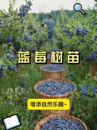 想要为你的花园增添一抹清香的蓝意吗?来看看我们的优质蓝莓树苗吧!#优质农产品 #三农 #农业种植 #蓝莓