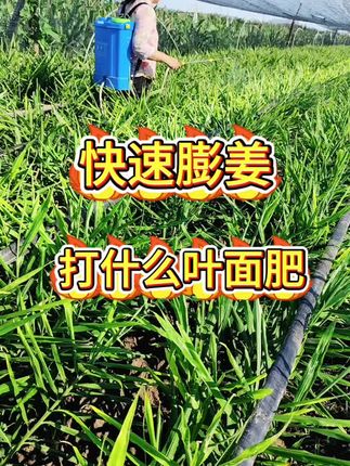 快速膨姜,打什么叶面肥#叶面肥 #叶面肥这样用更高产 #大姜种植 #生姜种植 #种姜技术