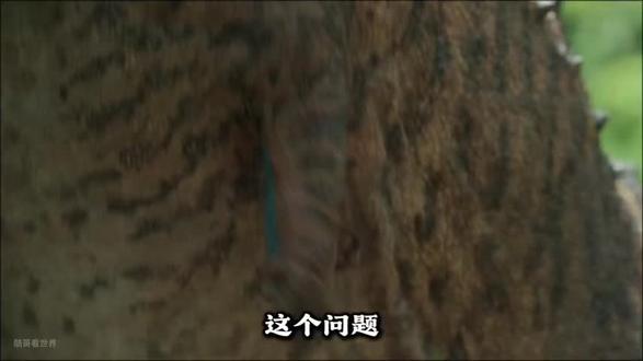 《恐龙短小的前肢到底是用来干什么的》#梗图 #猎奇 #上热门话题🔥🔥🔥 #恐龙 #自行车