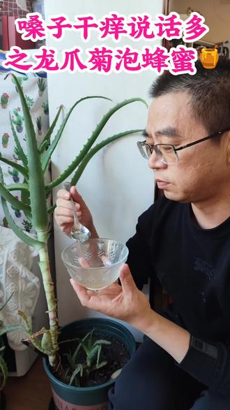 龙爪菊蜂蜜🍯太好吃了#健康#养生#龙爪菊#小偏方