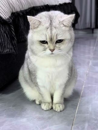 希望今天这个会,不白开!#猫咪的迷惑行为 #猫草#化毛膏#猫咪排毛#猫草片@抖音小助手
