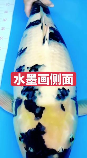 大白写#锦鲤#锦鲤鱼#锦鲤活鱼