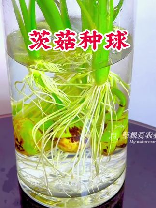 把这个神奇的种球扔进鱼缸,你再想把鱼儿养死就难了!它就是养鱼老手都私藏的水质稳定剂,茨菇!#茨菇 #水培植物 #新手养鱼