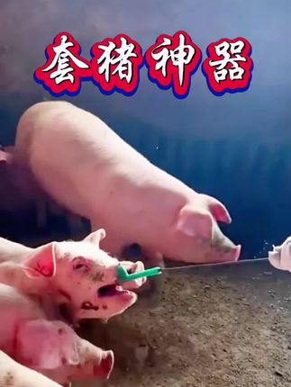 #养殖#养猪#套猪器 方便好用套猪器!