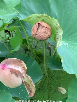 雨后的重瓣残荷,其实只要遇到对的人,帮助它盛开,也还是挺美#荷花#重瓣荷花#莲子 #莲子心 #白莲子