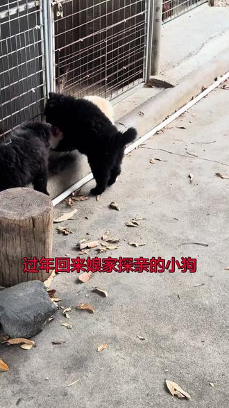 过年回来探亲的小狗#记录狗狗的日常生活 #狗狗之间是如何交流的