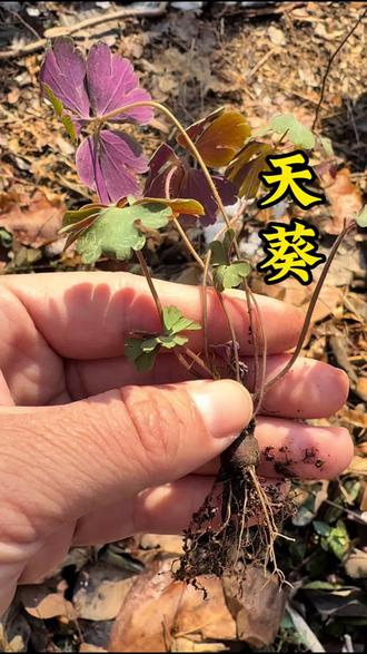 这个就是中药材天葵子,它是毛茛科植物天葵的块根!#天葵子#天葵#植物科普