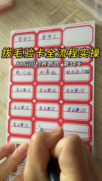 #鹦鹉#鹦鹉拔毛 #牡丹鹦鹉#萌宠日常记录