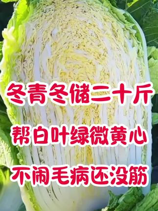 秋天就种冬青