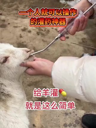 #自繁自养 #三农养殖 #养殖技术 #科学养殖 #牛羊养殖