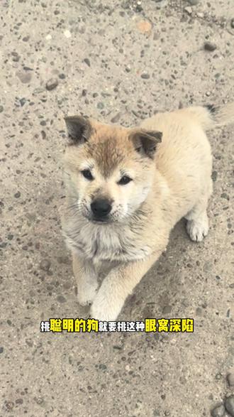 聪明狗的选法,眼睛小,眼皮厚,眼窝深,三角眼棱角分明#中华田园犬