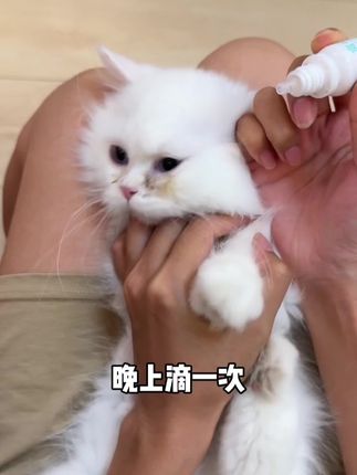 #猫鼻支 #猫咪打喷嚏流鼻涕 #新手养猫