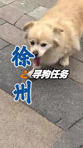 全国专业寻宠团队|24小时全程在线 此次目的地:徐州 在别人的眼里它只是一只年迈的老犬,而在主人的眼里它是不可缺少的家人!
历时三天!出动师傅最多!装备最多!甚至上了搜宠犬!搜救范围超三公里,只为助力毛孩子回家!
狗狗已经19岁了,还患有白内障关节炎且听力也不是很好,我们接到求助的时已走丢两天了!跟着我们的镜头一起来看看我们的师傅到底是怎么找回来的吧!#爱犬居寻宠侦探社 #寻宠团队 #找狗团队 #宠物丢失 #宠物巡回