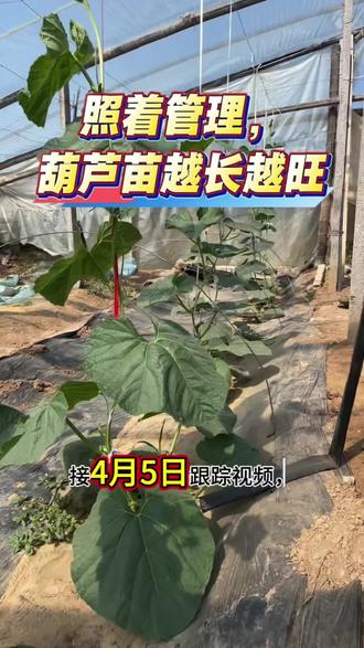 #葫芦种植 #记录我的种植生活
照着管理,葫芦苗越长越旺葫芦
第一水:定根水【栽苗当天】
栽完立刻浇透大水
作用:沉实土壤、根土密接、不空根、不僵苗,成活率拉满。
第二水:生根水【定植后第6天左右 小水】
忌大水漫灌,走小水
搭配:海藻精 / 矿源黄腐酸钾
作用:快速生根、养根、护根,提苗壮苗,缓解移栽应激。
第三水:防病水【定植后15天左右 小水】
小水慢浇,不涝根
搭配:恶霉灵+精甲霜灵灌根
作用:专治预防根腐、茎基腐、烂脖子、死苗烂棵,刚好避开生粪、土壤带菌高发起。
