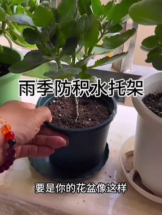 #长寿花#长寿花养护 #防积水透气托架#无限回购的宝藏单品 #花卉绿植@DOU+好生意 @DOU+小助手 @DOU+上热门