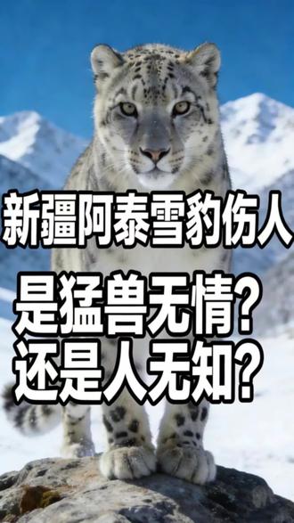 新疆阿勒泰一女子投喂雪豹被咬伤,再次提醒大家:野生动物再可爱也别近距离接触,真的太危险了!#新疆雪豹袭人 #野生动物安全 #户外安全 #阿勒泰旅游