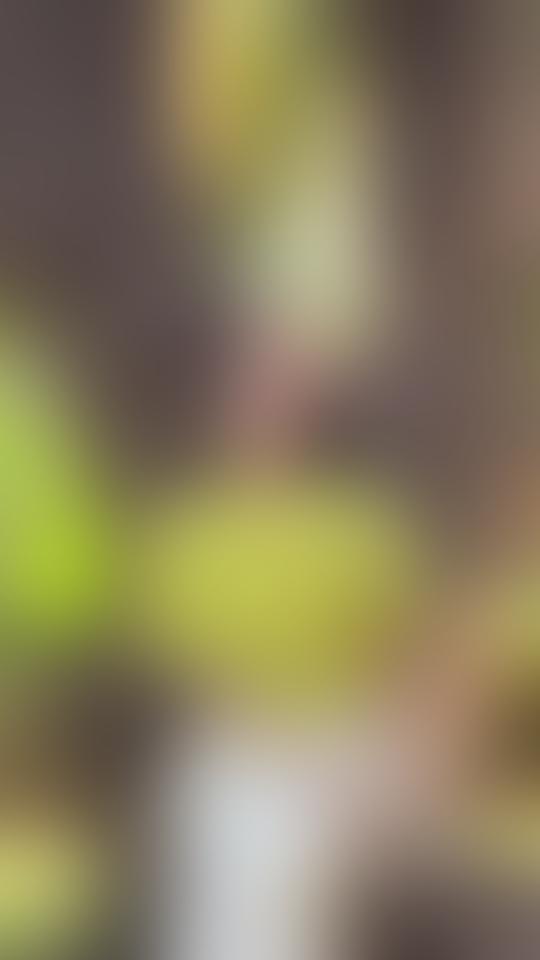 aurahentaicards怎么开新图 - 抖音