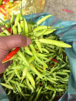 恋爱么,要和临沧人谈,因为他们画的饼里面有小米辣,见一个辣一个#新鲜采摘 #辣椒🌶#小米辣#流口水 #农产品