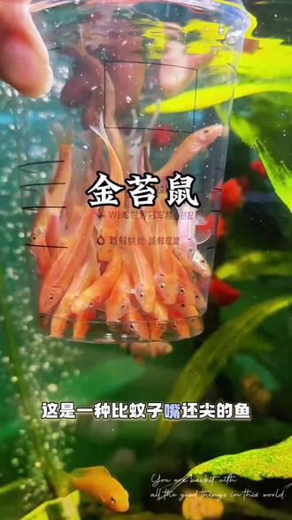 金苔鼠堪称鱼缸清洁劳模,专啃缸壁青苔残藻,性情温顺易混养,帮你轻松维持水体洁净透亮
#金苔鼠 #工具鱼 #鱼缸除藻 #观赏鱼 #养鱼好物