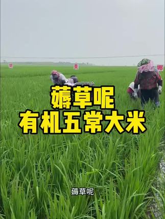 刘美娜五常有机大米人工除草季!不用除草药全靠人工除草!太难了扎脸了!#刘美娜 #五常大米 #有机大米