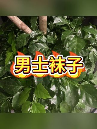 #袜子 #男士袜子 #防臭袜 #中筒袜 #透气不臭脚