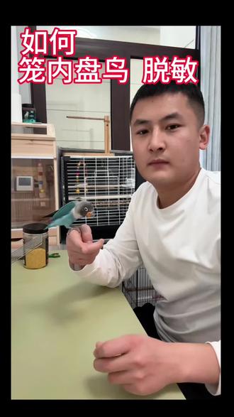 如何让咱们的鸟宝,上手?随便抓?随便摸?#手养鸟 #牡丹鹦鹉 #虎皮鹦鹉 #小太阳鹦鹉
