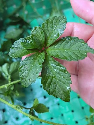 #植物科普 #生活小妙招 #经验分享 #自用好物分享