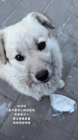 小狗的屁声真可爱
#怀疑狗生 #关注流浪动物 #田园犬