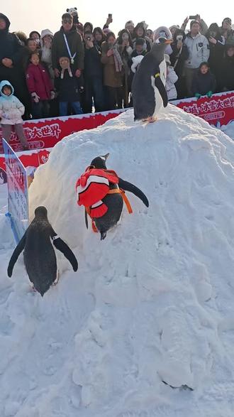 可爱可爱,每天都有小企鹅,巡游时间:12点一次,15:30一次 17:30一次 19:30一次。一直到3月初哦#企鹅#昌吉#乌鲁木齐#丝路冰城冰雪大世界 #冰雪大世界
