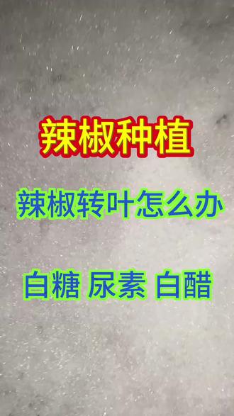 辣椒卷叶怎么办#辣椒病害防治配方 #辣椒病毒病配方 #辣椒种植#三农#农业种植