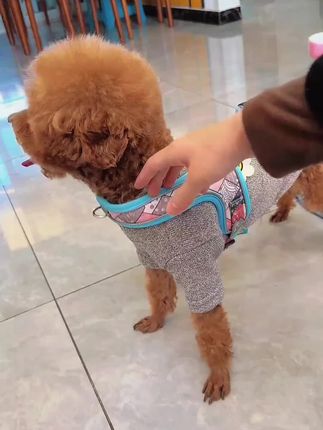 马鞍式胸背防挣脱牵引遛狗绳舒适犬狗狗胸背夏季狗狗狗狗牵引绳#马鞍式胸背 #牵引绳 #遛狗绳 #狗狗牵引绳