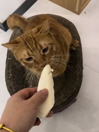 #吃货猫 #鸡胸肉冻干 #味当家冻干 一大包整块鸡胸肉冻干只要39.9,猫狗都爱吃,家有猫狗的小伙伴们都来囤点吧