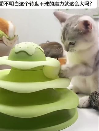 #宠物玩具#宠物玩具球 #宠物成精啦 #猫咪玩具 #猫咪日常