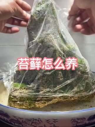 自己种苔藓#苔藓 #苔藓微景观 #植物造景