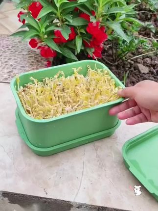 #发豆芽 #发豆芽教程 #厨房好物 #自己动手 #实用好物