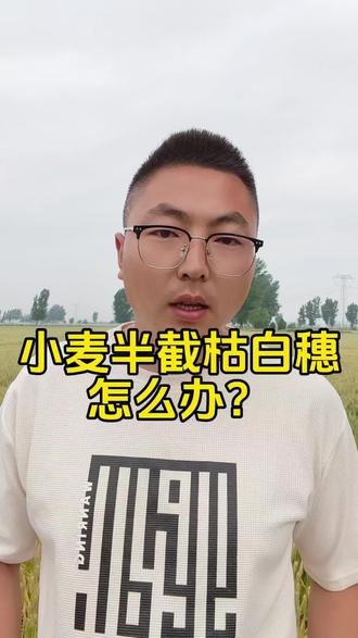 小麦半截枯白穗怎么办?什么原因?#小麦高产技术