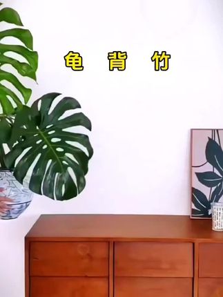 #我要上热门 !姐妹们,如果只选一款绿植放在家里,我一定选龟背竹,因为它的优点实在太多了,他夜行独特,有着与众不同的艺术感,大大的叶片很有热带气息。摆在哪里都能成为亮点,而且对光照要求不高,弱光或半阴环境都能生长,简直是懒人福音。#观叶水养龟背竹 #水培土培龟背竹 #爱生活爱养花 #花卉绿植 !