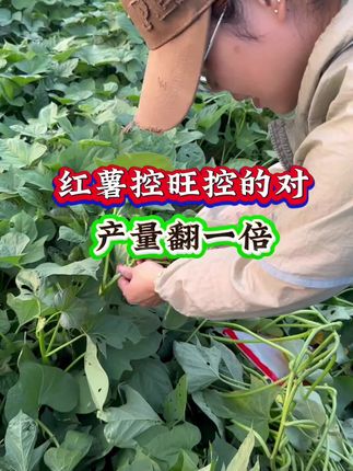 红薯控旺控的对 产量翻一倍#红薯种植#红薯控旺#红薯高产