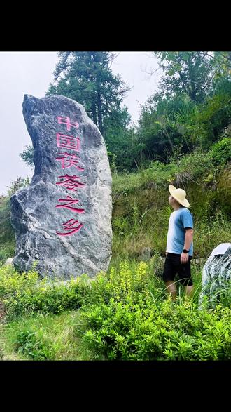 安徽岳西,中国茯苓之乡。#茯苓 #中国茯苓之乡