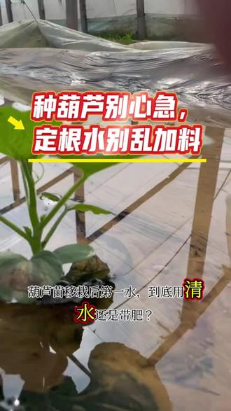 #葫芦种植 #记录我的种植生活
葫芦苗移栽后第一水,到底用清水还是带肥?
记住一句话:只浇清水,别施肥!
刚移栽的葫芦苗根系弱,还没扎稳,
这时候施肥很容易烧根、烂根、僵苗。
先用净水把定根水浇透,
等一周左右缓苗成功,长出新叶,
再少量薄肥提苗,成活率才高。
种葫芦别着急,根稳了后期才能爬满架、结满果!觉得有用点赞收藏,下期接着聊葫芦管理。