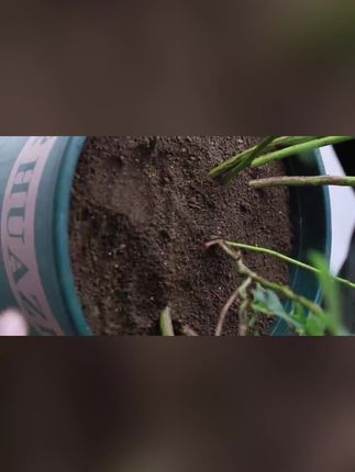 #花卉养护 #养花人 #好物推荐分享 家用有机颗粒肥