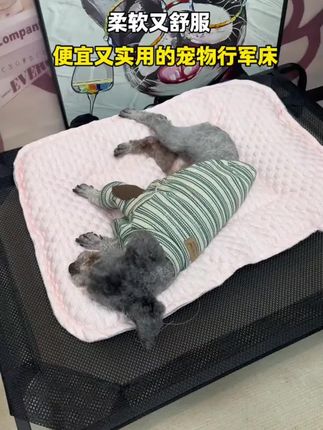 便宜又实用!透气又防潮的宠物行军床,一年四季都能用!值得拥有#宠物行军床 #猫狗行军床 #猫窝 #狗窝 #萌宠好物