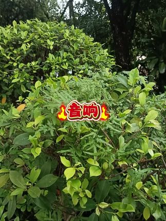 #音响 #电脑音响推荐 #电脑音响