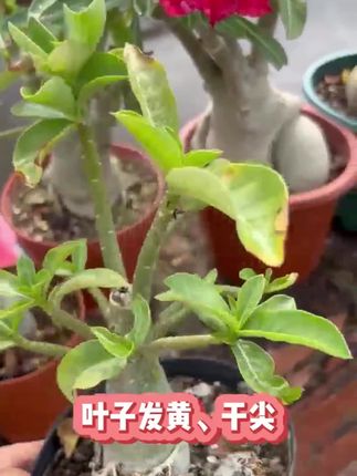 沙漠玫瑰专用药黄叶掉叶枯枝不开花专用绿叶壮苗促开花微生物菌肥,#沙漠玫瑰药 #菌肥 #促开花肥 #绿叶肥 #专用肥