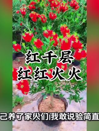 红千层 四季常青不落叶,喜阳喜水。耐高温,耐严寒,不生虫,不生病。开花大红色。南北方均可种植。#红千层#绿植花卉 #爱生活爱养花