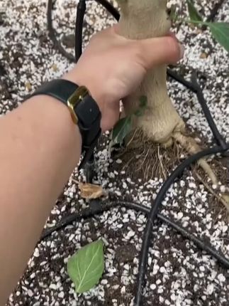 这个又香又辣的美人蕉,推荐你一定要种一些#美人椒 #在抖音入手的好东西