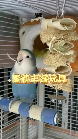 低成本鹦鹉玩具diy
#牡丹鹦鹉 #宠物丰容 #宠物玩具 #手养鹦鹉