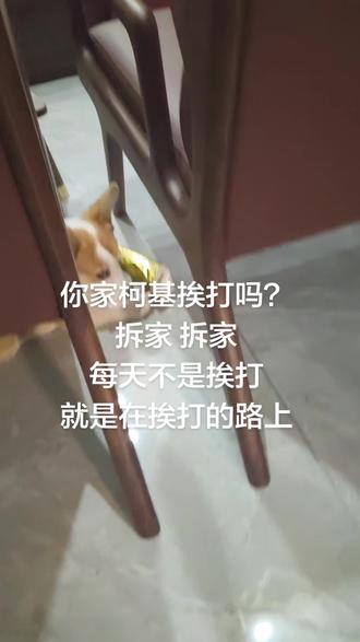 天天挨打的小柯基#短腿柯基 #萌宠狗狗